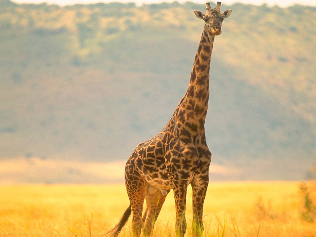 Girafes - 005